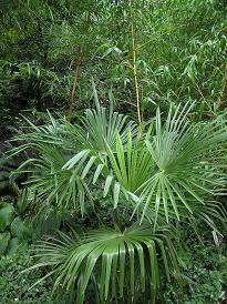 Trachycarpus takil